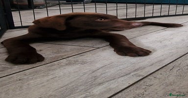 Labrador Retriever dogs - Advert 1