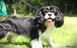 Cavapoo dogs for sale: ⭐️ Top Quality Cavapoos Due ⭐️ - Image 2