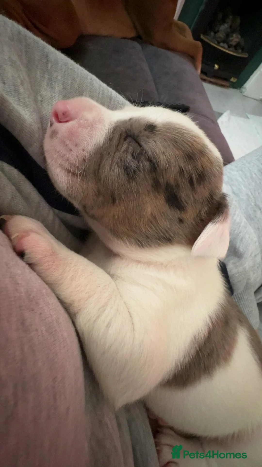 Mixed Breed dogs for sale: Beautiful American bully x staff pups.  - Advert 4