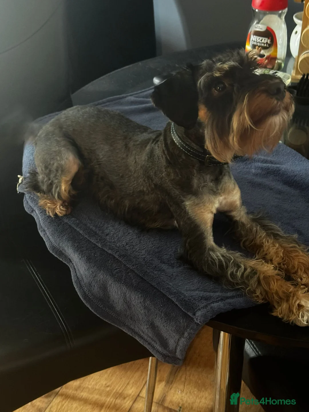 Schnoodle dogs for stud: RARE coloured mini schnoodle - Stud  - Advert 7