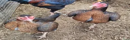 Chickens poultry for sale: Carlisle Old english game bantams  - Advert 1