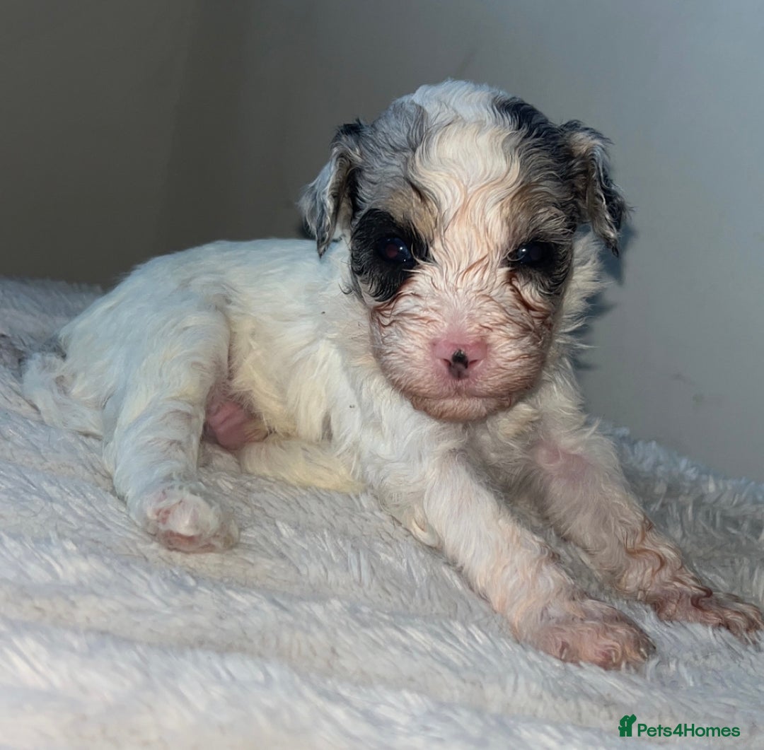 Cockapoo dogs for sale: 🌈 Outstanding rainbow Cockapoo Puppies 🐶 - Image 7