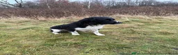 English Springer Spaniel dogs for sale: KC Reg Litter - Liver & White x Black & White - Advert 15