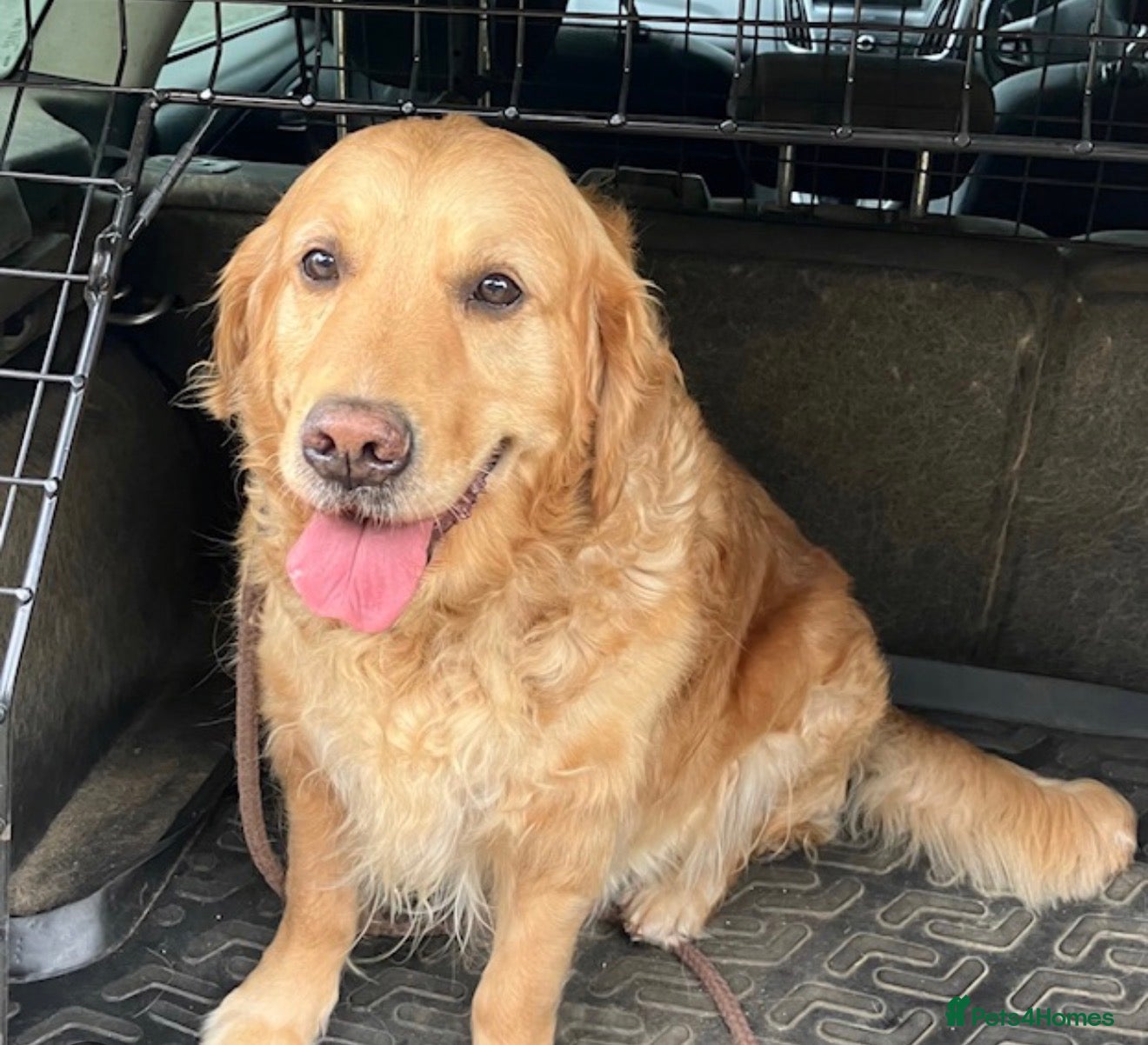 Golden Retriever dogs Golden Retriever looking for a loving home - Advert 1