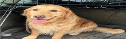 Golden Retriever dogs for sale: Golden Retriever looking for a loving home - Advert 1
