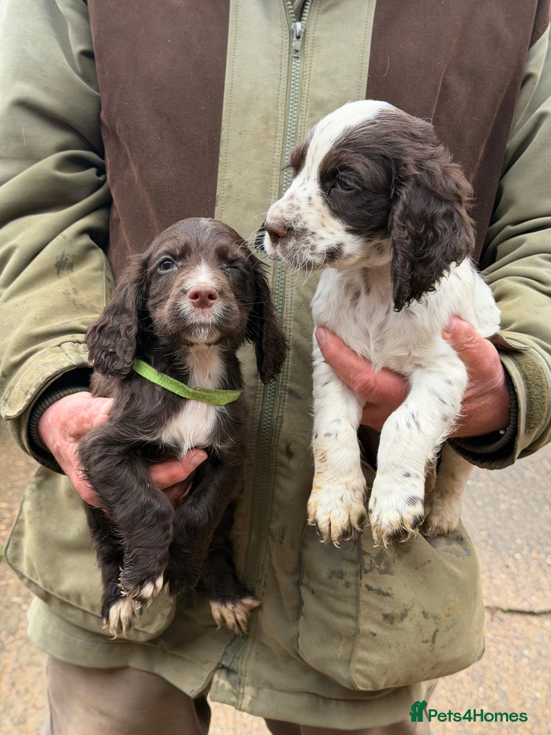 Cocker Spaniel dogs for sale: Working Cocker Spaniel Puppies - Advert 4