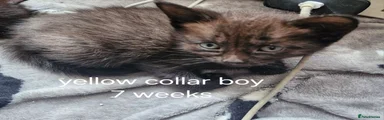 Yellow collar boy