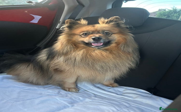 Pomeranian dogs - Advert 1
