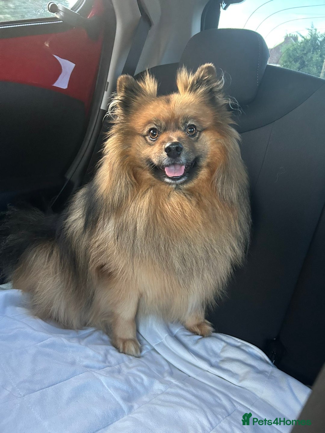 Pomeranian dogs for stud: German pomeranian for STUD - Image 1