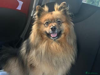 Pomeranian dogs German pomeranian for STUD - Advert 3