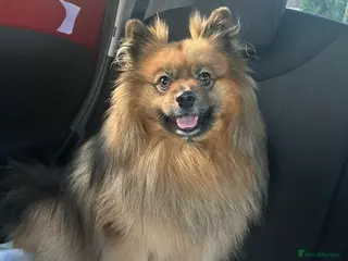 Pomeranian dogs German pomeranian for STUD - Advert 5