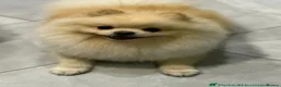 Pomeranian dogs for sale: 1 Merle Boy Pomeranian  in Corby - Advert 8