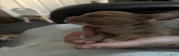 American Bully dogs for sale: American pocket bulldogs Hand reared from birth. - Advert 8