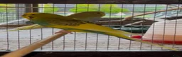 Budgerigars birds for sale: Budgies for sale  - Advert 7