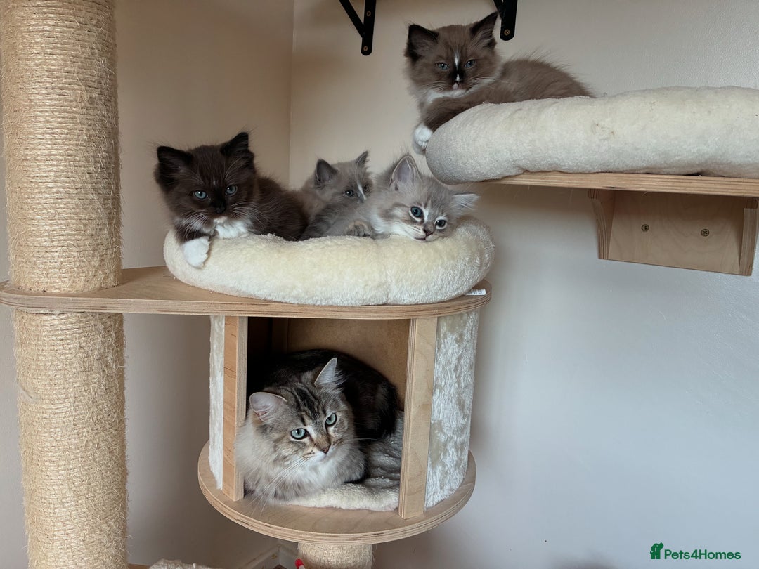 Ragdoll cats for sale:  READY TO LEAVE LAST FRMALE SEAL MINK  - Image 7