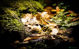 Frog reptiles for sale: Dendrobates Leucomelas froglets - Image 3