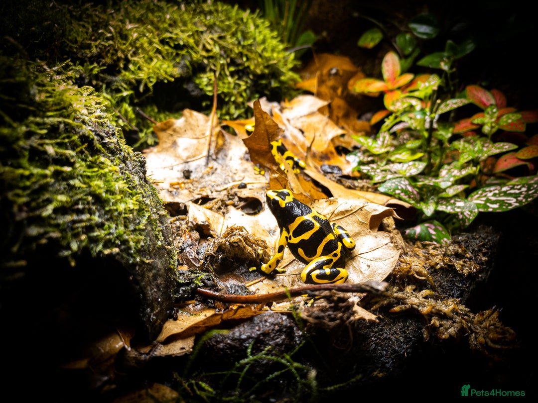 Frog reptiles for sale: Dendrobates Leucomelas froglets - Image 3