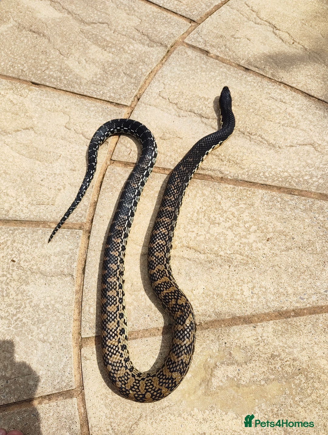 Snake reptiles for sale: Madagascan Giant Hognose  - Image 3
