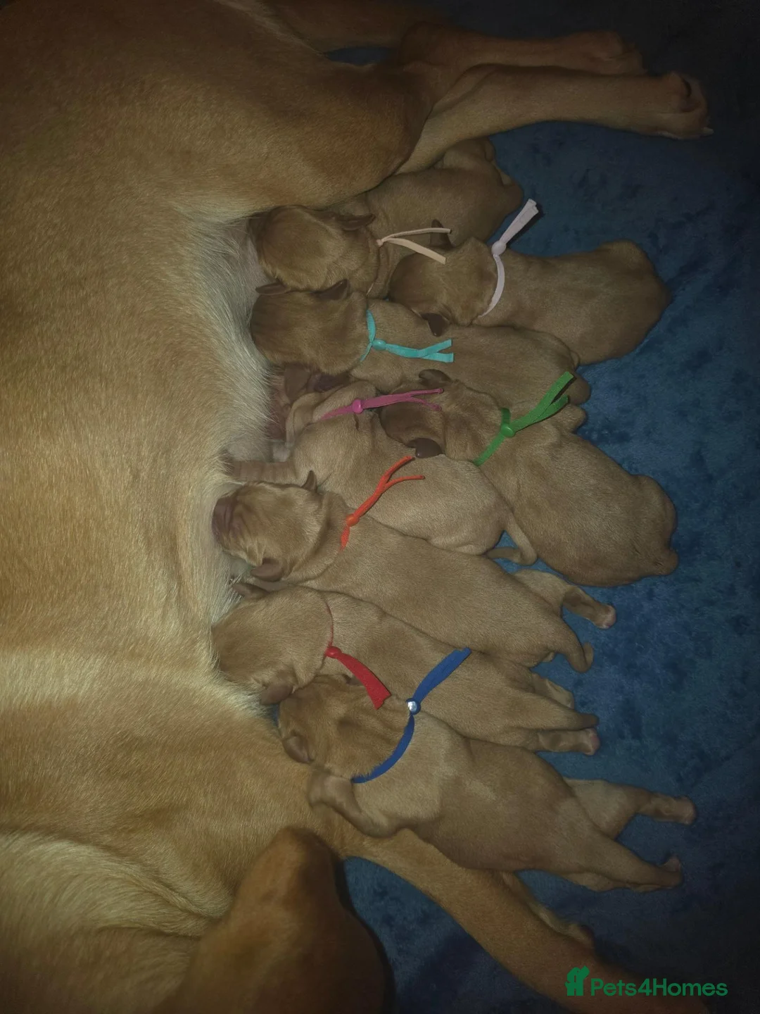Labrador Retriever dogs for sale: Labrador Puppies 🐶  - Advert 2