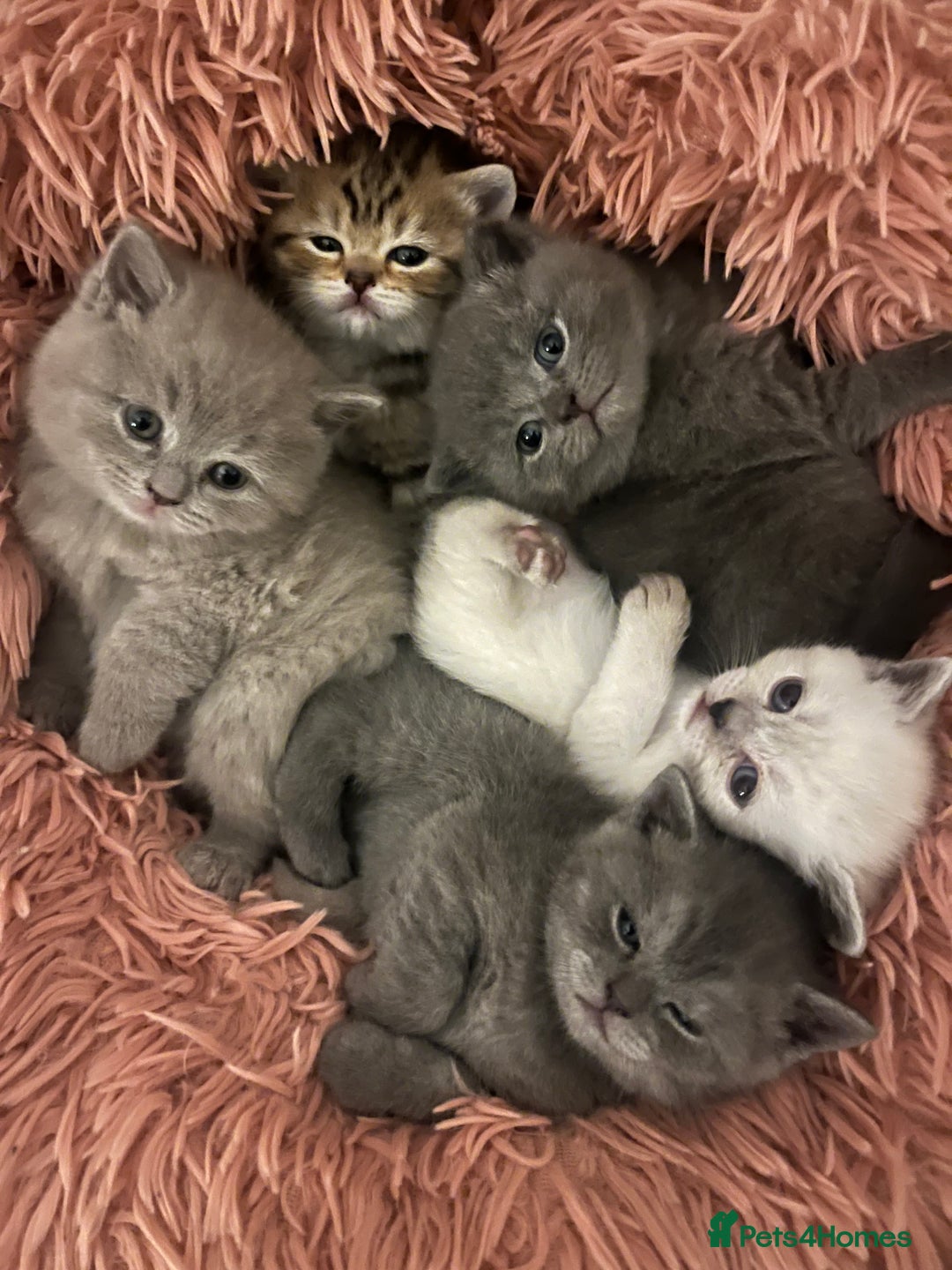 British Shorthair cats for sale: Beautiful British Shorthair kittens ready 23/12 - Advert 12