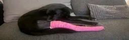 Mixed Breed dogs for adoption: Daphnee - Advert 8