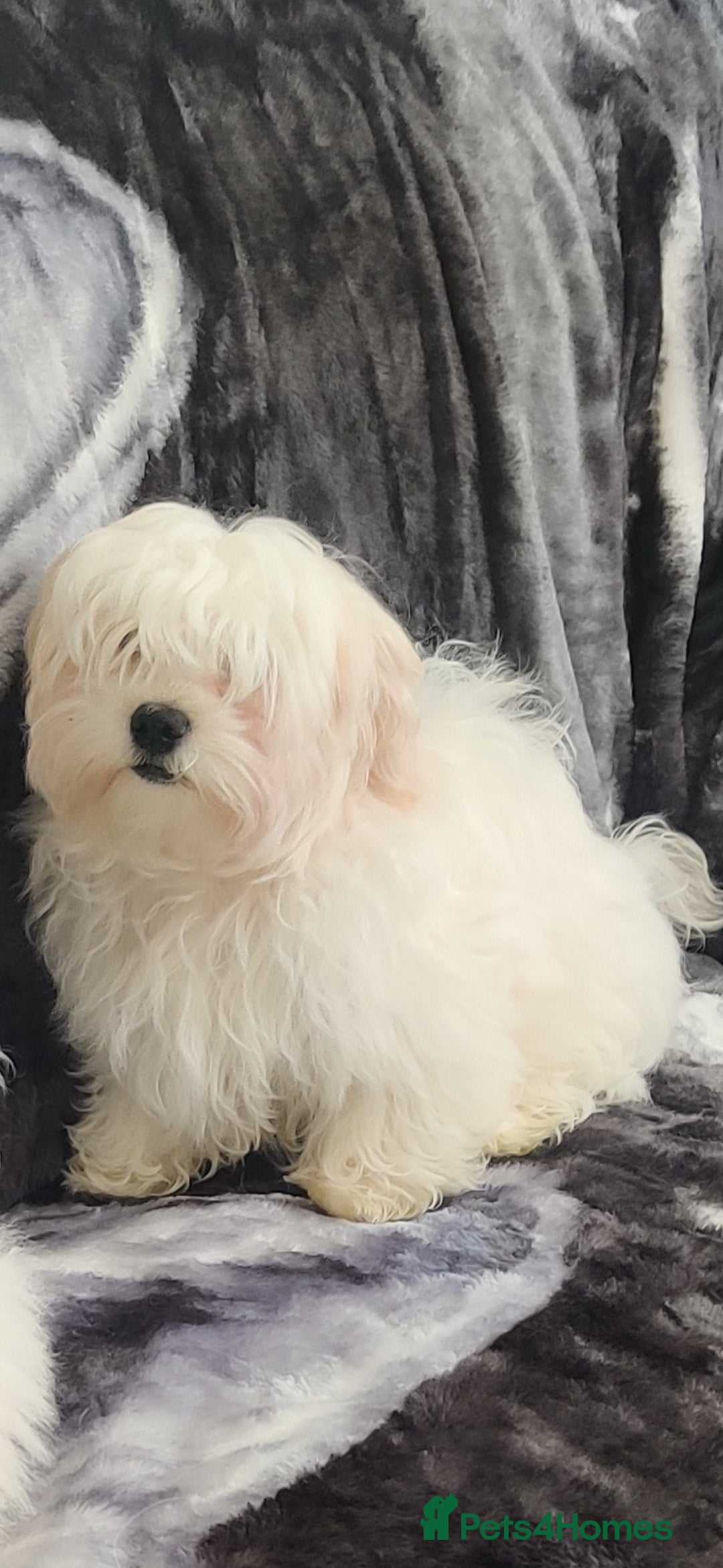 Maltese dogs for sale: BEAUTIFUL MALTESE PUPPIES - FROM LONDON . - Advert 5