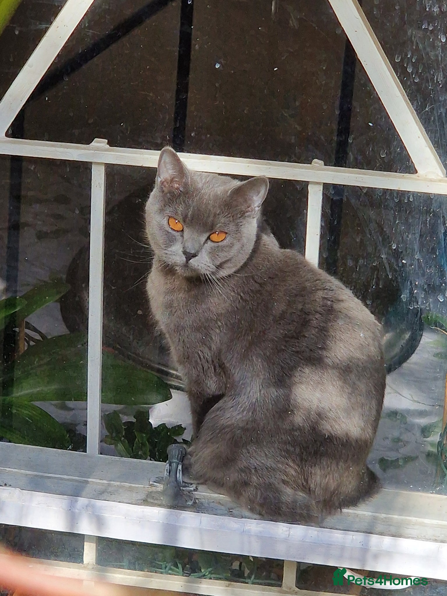 British Shorthair cats Stunning Pair 4 months British Shorthair Kittens - Advert 1