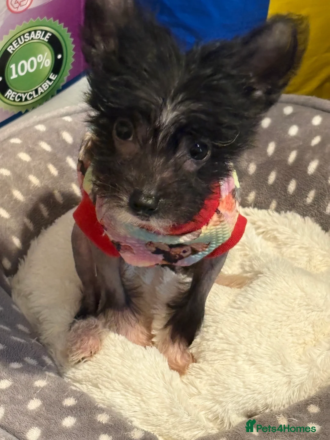 Chinese Crested dogs for sale: Stunning Chinese Cresteds - Advert 1