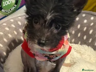 Chinese Crested dogs Stunning Chinese Cresteds - Advert 2