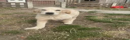 Golden Retriever dogs for sale: Beautiful golden retiver boy - Advert 16