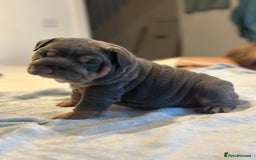 English Bulldog dogs for sale: Stunning KC Registered English Bulldog Puppies - Image 21
