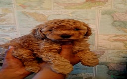 Cockapoo dogs for sale: 1 Female left  F1B TOY poodle/Cockapoo  - Image 1