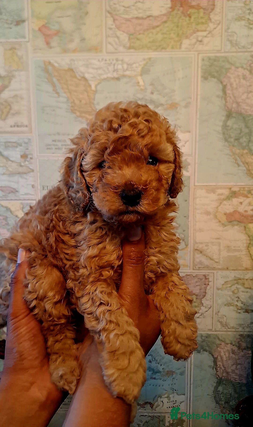 Cockapoo dogs for sale: 1 Female left  F1B TOY poodle/Cockapoo  - Image 1