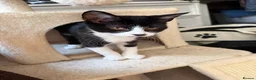 Domestic Shorthair cats for adoption: Little Betsy needs a loving forever home! - Advert 2