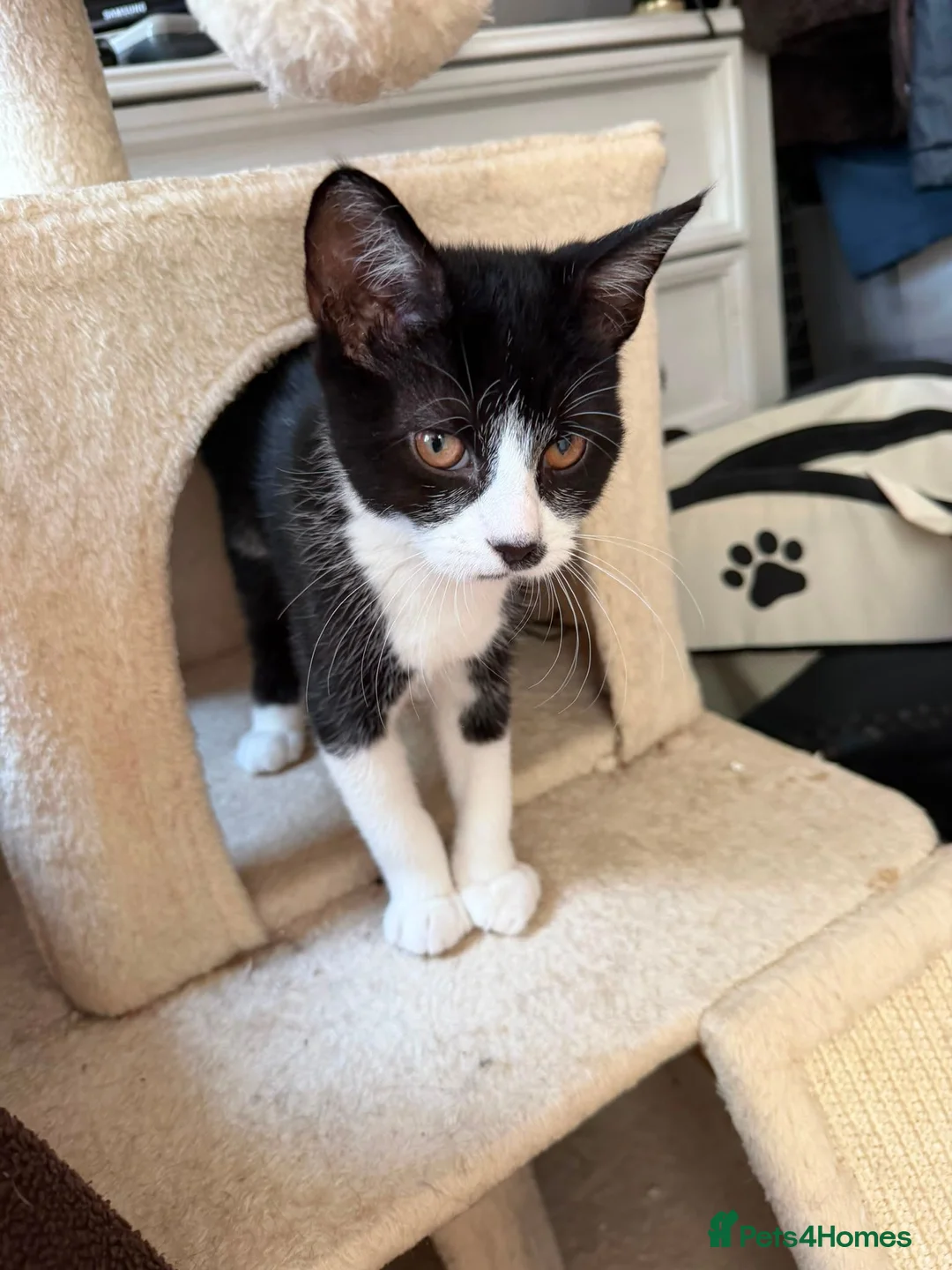 Domestic Shorthair cats for adoption: Little Betsy needs a loving forever home! - Advert 2