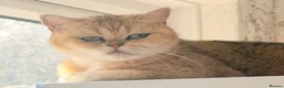British Shorthair cats for sale: Selling our cats read descriptions  - Advert 6