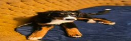Bernese Mountain Dog dogs for sale: Re-homing female bernese mountain puppy - Advert 14