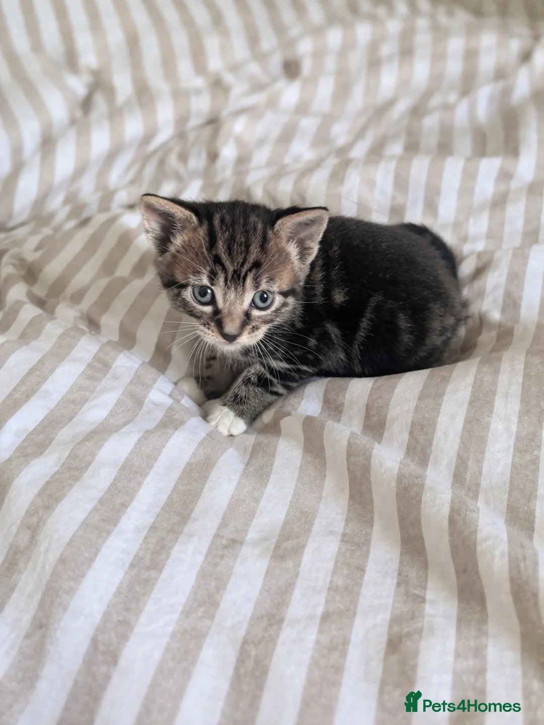 Mixed Breed cats for sale: 2 Female Tabbys  in Sawbridgeworth - Advert 2