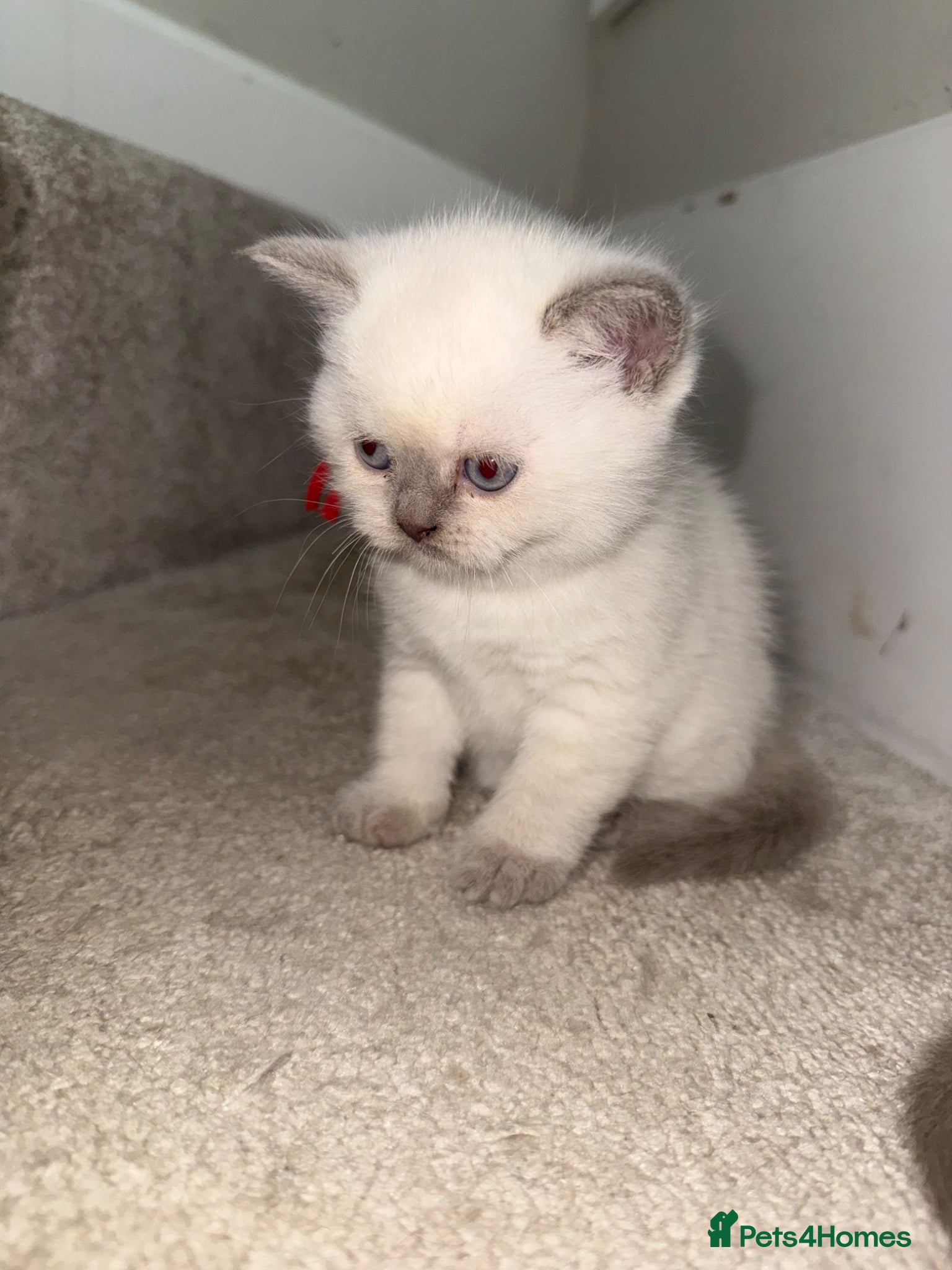 British Shorthair cats for sale: Stunning GCCF-Registered British Shorthair Kittens - Advert 9