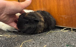 Guinea Pig rodents for sale: Pure Bred Swiss Guinea Pig Boars - Image 5