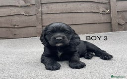 Cocker Spaniel dogs for sale: 🐾 Gorgeous Cocker Spaniel Puppies  🐾 - Image 3