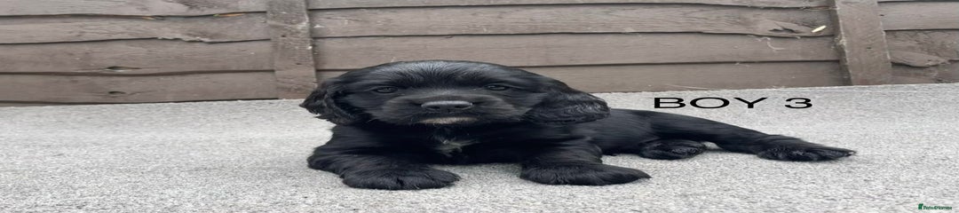 Cocker Spaniel Puppy 3
