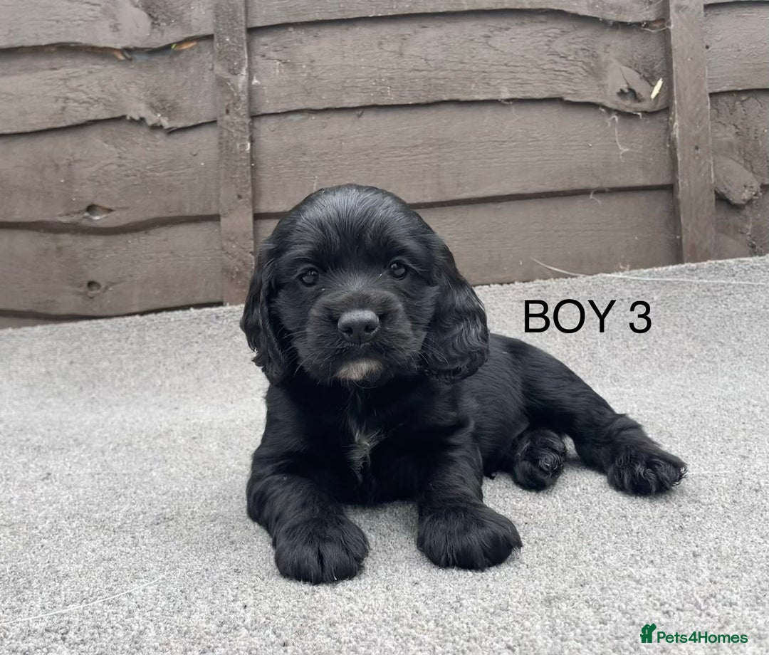 Cocker Spaniel dogs for sale: 🐾 Gorgeous Cocker Spaniel Puppies  🐾 - Image 3