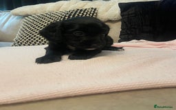 Cockapoo dogs for sale: 4 Stunning and Healthy cockapoos *2 girls 2boys* - Image 6