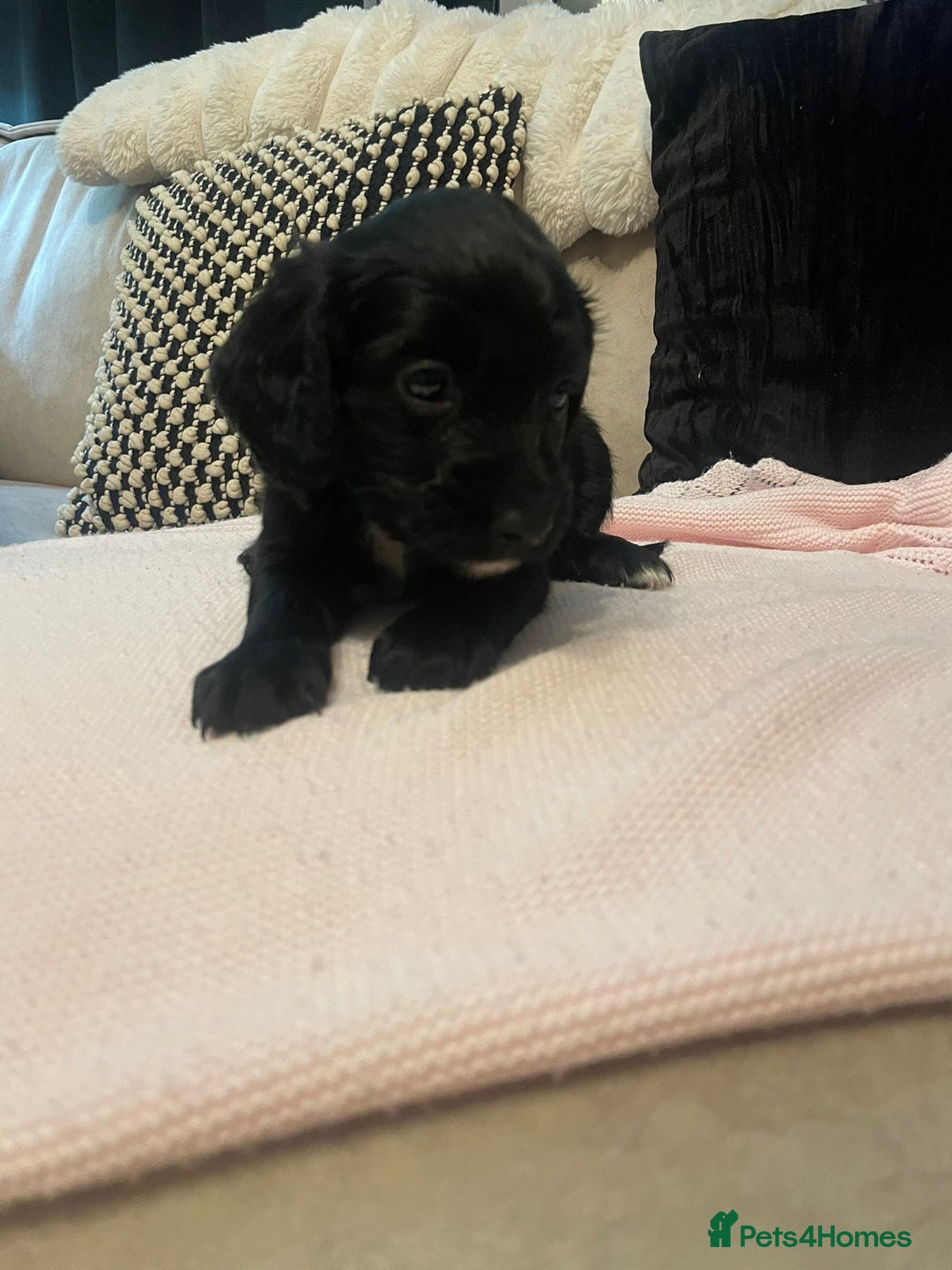 Cockapoo dogs for sale: 4 Stunning and Healthy cockapoos *2 girls 2boys* - Image 6