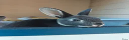 Rex rabbits for sale: Mini Rex Rabbits  - Advert 23