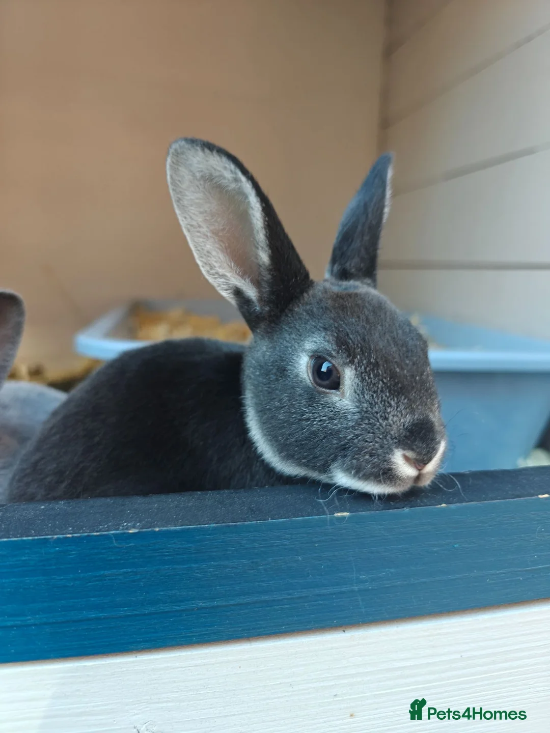 Rex rabbits for sale: Mini Rex Rabbits  - Advert 1