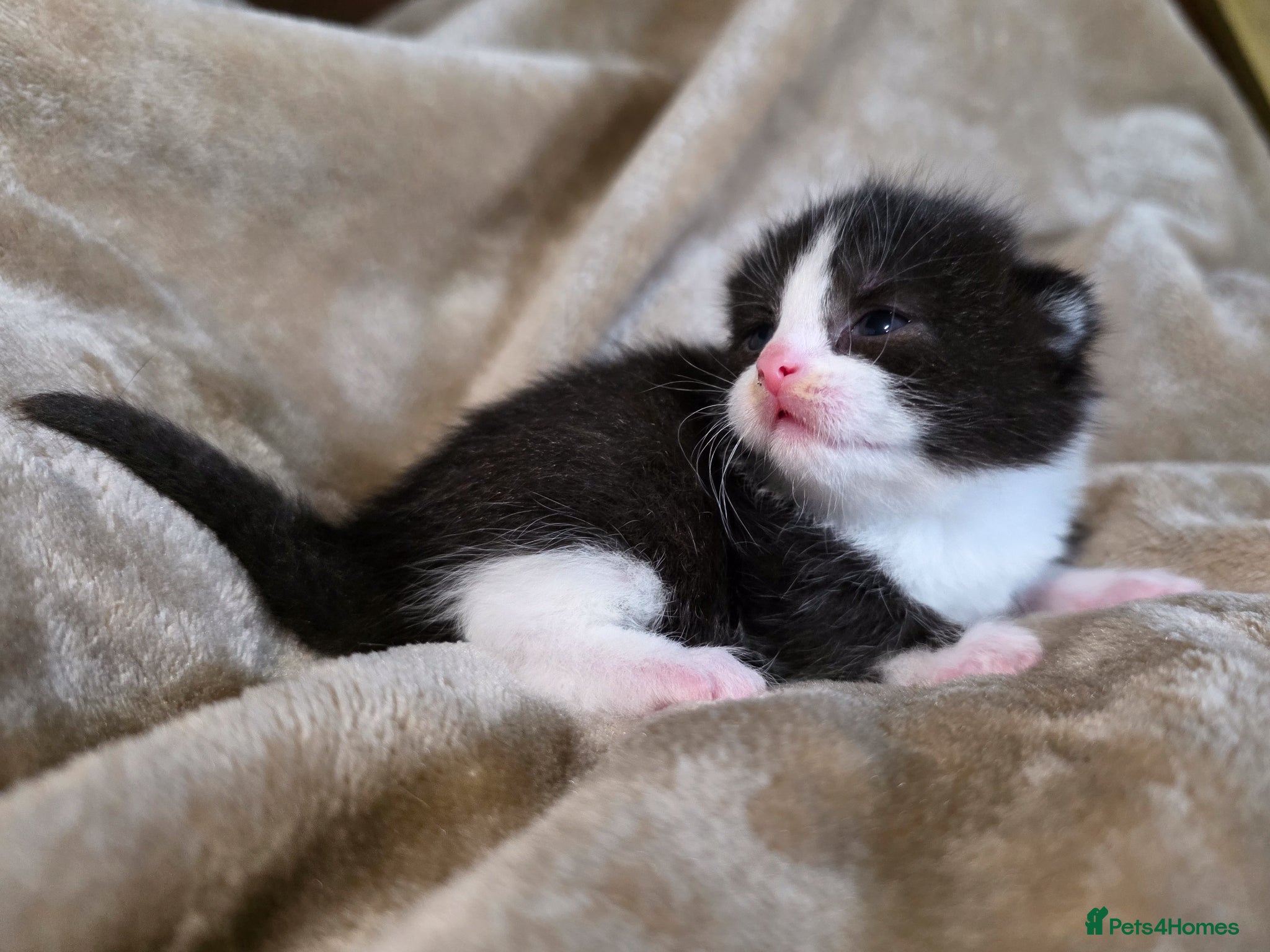 Mixed Breed cats for sale: Tabby farm kittens  - Advert 20