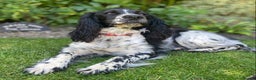 English Springer Spaniel dogs for sale: Beautiful ESS puppies, excellent pedigree  - Advert 1