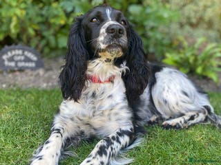 English Springer Spaniel dogs Beautiful ESS puppies, excellent pedigree - Advert 1